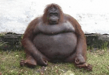 a fat orangutan is sitting on the grass .