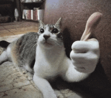 a cat giving a thumbs up sign with its paw