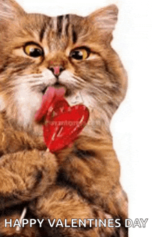 a cat is licking a heart shaped lollipop and wishing happy valentine 's day .