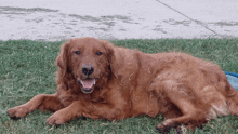 a brown dog is laying in the grass with its tongue hanging out