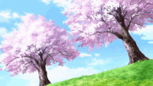 two cherry blossom trees on a hillside with a blue sky in the background