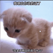 a small kitten is sitting on a table with chinese writing on it