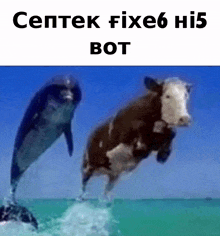 a dolphin and a cow are jumping out of the water with the caption ceptek fixe6 hi5 bot