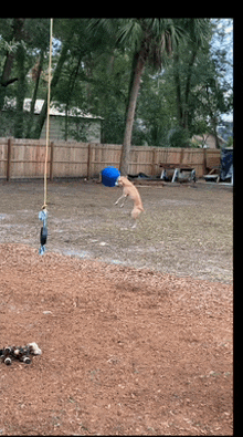 a dog is jumping in the air to catch a frisbee in a yard