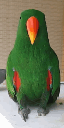 a green parrot with a yellow beak is sitting on a white surface .