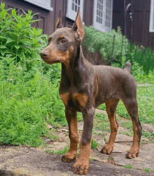 a brown and tan dog standing on a stone path