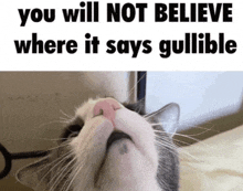 a cat with a pink nose is looking up at the words you will not believe where it says gullible