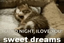 a kitten is laying on a bed with the words `` good night , i love you sweet dreams '' .