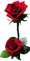 two red roses with green leaves are against a white background