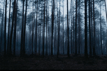 a dark forest with lots of trees and fog