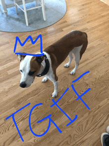 a brown and white dog with a crown on its head and the word tgif written on the floor