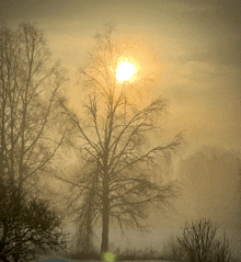 the sun is shining brightly through the trees in the fog