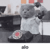 a cat in a white shirt is talking on a phone with the word alo below it