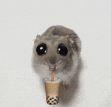 a hamster is drinking a cup of bubble tea