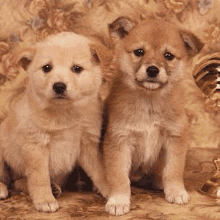 two small brown puppies are sitting next to each other on a carpet .