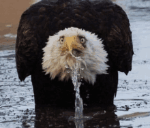 a bald eagle drinking water from a puddle of water