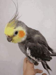 a small bird with a long tail is being held in a person 's hand