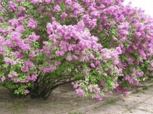 a bush with purple flowers and green leaves on a sidewalk