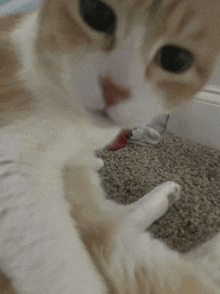 a close up of a cat playing with a toy on a carpet