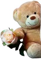 a teddy bear holds a white rose in its paws