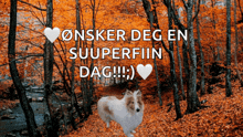 a picture of a dog in the woods with the words " onsker deg en suuperfiin dag "