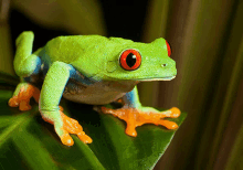 a green and blue frog with red eyes sits on a green leaf