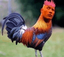 a rooster with a man 's face on its head is standing in the grass .