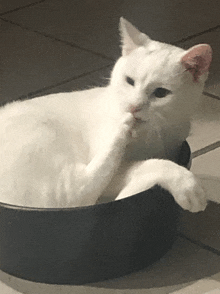 a white cat is laying in a black bowl and licking its paw