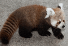 a small red panda with white ears is walking on a concrete surface