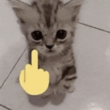 a kitten is sitting on a tiled floor with a yellow middle finger .