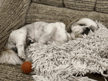 a small white dog is laying on a couch next to a ball