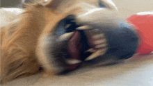 a close up of a dog 's mouth with its teeth showing