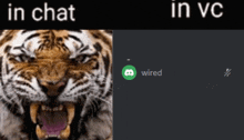 a picture of a tiger with its mouth open next to a discord logo