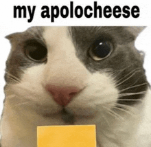 a cat is holding a piece of cheese with the words `` my apology cheese '' written on it .