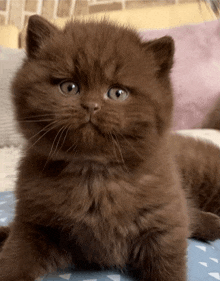 a brown kitten with blue eyes is laying down on a bed