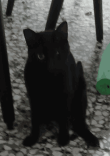 a black cat sitting on a tiled floor with a green object in the background