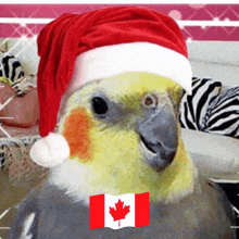 a parrot wearing a santa hat with a canadian flag in the background