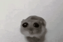 a close up of a hamster looking at the camera on a white surface .