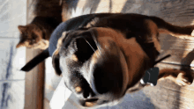 a cat and a dog are laying on a wood floor