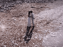 a man and a woman kissing on a beach with petals on the ground