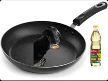 a bottle of olivia eesti rapsioli next to a frying pan with a dog on it