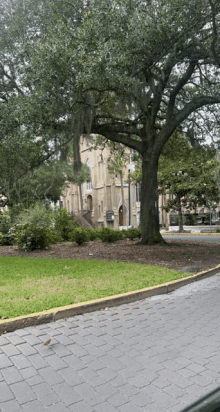 a tree in front of a church with spanish moss hanging from the branches