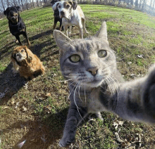 a cat is taking a selfie with four dogs in the background