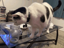 a black and white cat sniffing a glass jar on a glass table