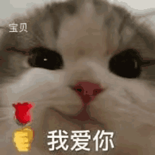 a close up of a cat 's face with a rose in its hand .