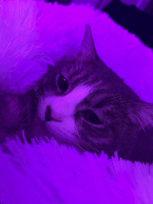 a cat is laying on a purple blanket and looking at the camera