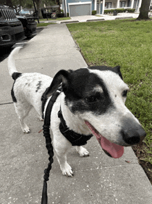 a black and white dog on a leash is standing on a sidewalk