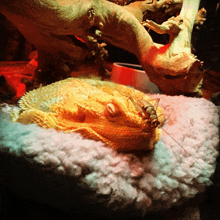 a bearded dragon laying on a blanket with a grasshopper on it 's head