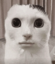 a white cat with a mustache is looking at the camera with a serious look on its face .