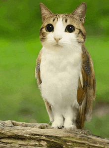 a cat that looks like an owl standing on a log